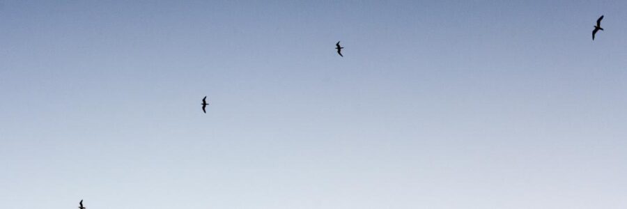 Birds fly in a blue sky